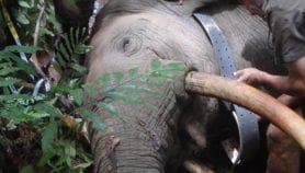 Le Gabon utilise le système GPS pour protéger ses éléphants