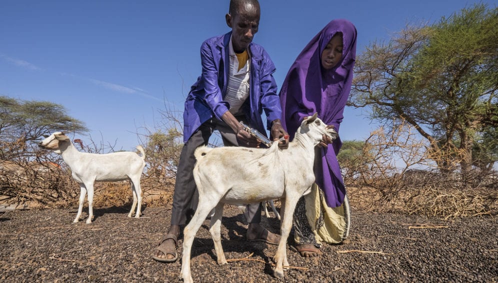 Goat vaccination