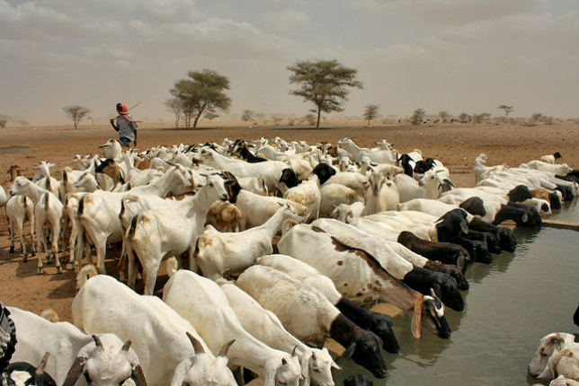 Goats Drinking Water