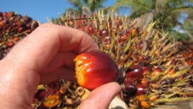 Le Gabon produit du biocarburant à partir de l’huile de palme