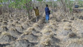 Bénin : deux espèces végétales pour soutenir la production d’igname