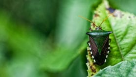 Consommer les insectes ‘pourrait contribuer à la réduction des gaz à effet de serre’