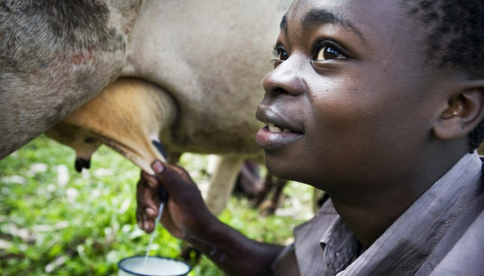 Kid cow