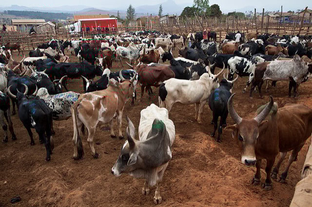 Livestock in Afrika 1