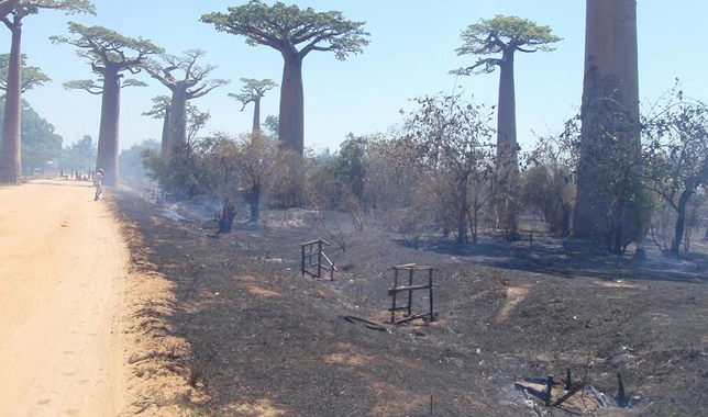 Madagascar Bushfire