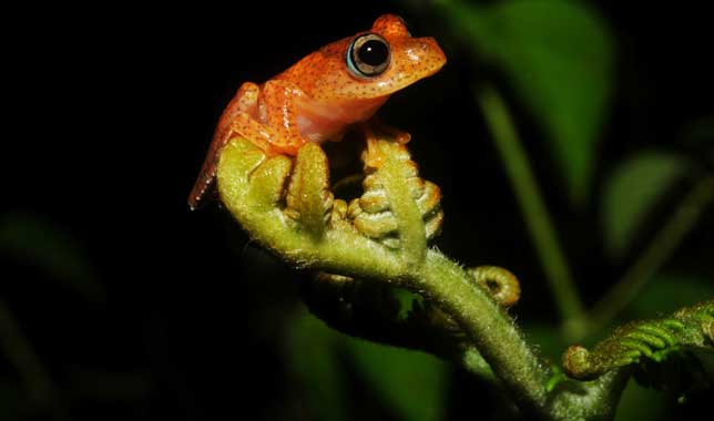 Madagascar Amphibiens