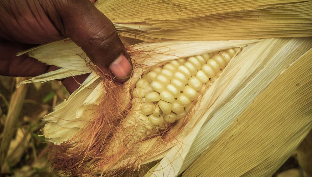 Maize harvest