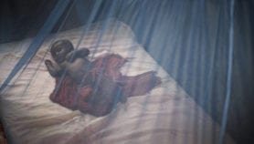 Paludisme : L’Afrique perd plus de 7000 milliards FCFA par an