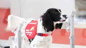 Des chiens renifleurs pour lutter contre le paludisme