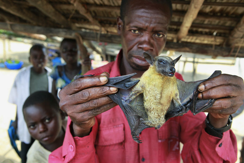 Man sells bats in a market at a village near Kikwit