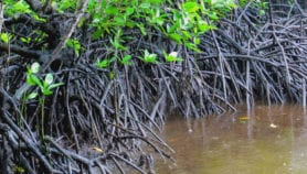 Les mangroves pourraient protéger les bâtiments contre les séismes