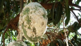 Burkina : la filière mangue menacée par un ravageur