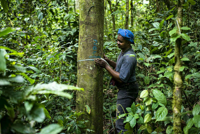 Scierie Eco responsable, Gestion durable des forêts Ressources forestière