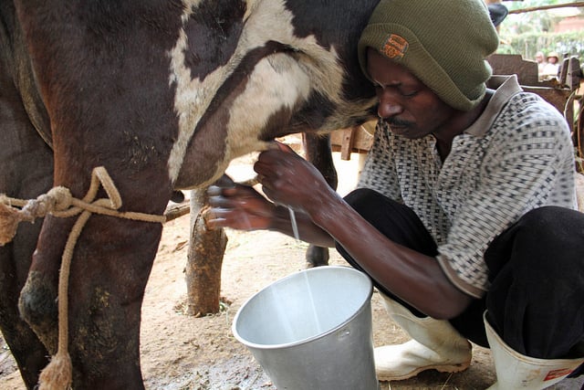Milk production