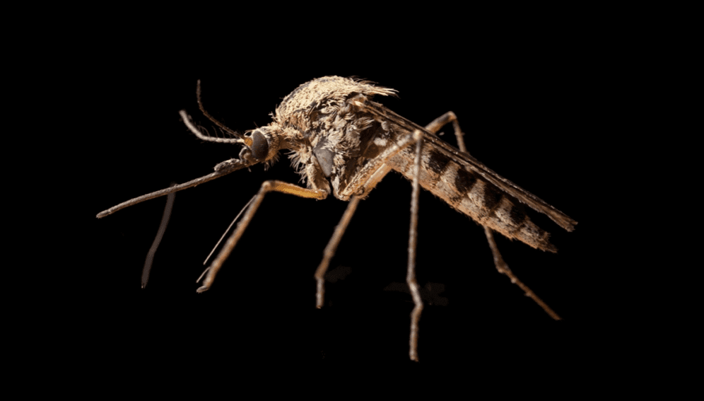 Mosquito Dossier