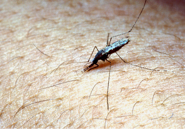Mosquito Anophele Malaria