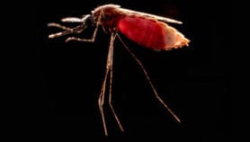 Un patch anti-moustiques bientôt à l’essai en Ouganda
