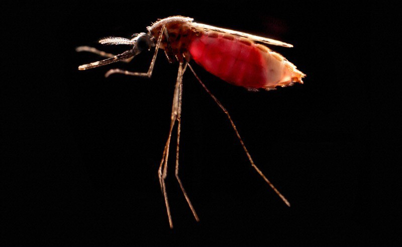 Un patch anti-moustiques bientôt à l'essai en Ouganda - Afrique