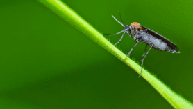 Des moustiques OGM contre le palu