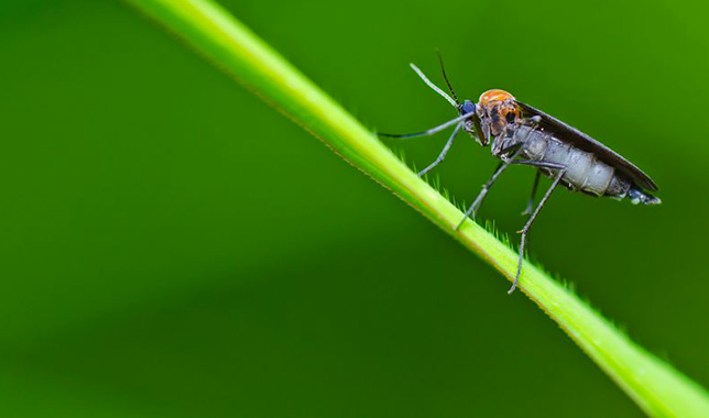 Mosquito on leaf