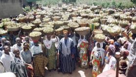 Burkina : Du haricot Mungo pour combattre l’alcool frelaté