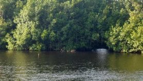 La destruction de la mangrove, danger écologique pour les côtes du Bénin