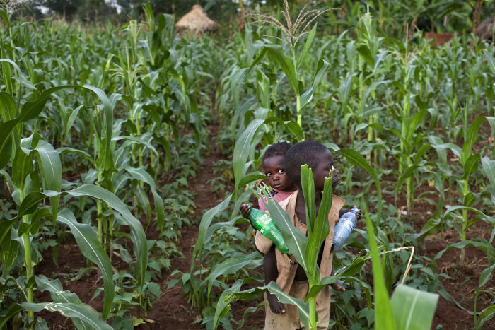 oy carries a toddler on his back as they walk in a field of maize plants