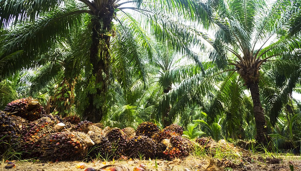 Production durable d'huile de palme : les Africains à la traîne - Afrique  Sub-Saharienne
