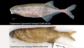 Une nouvelle espèce de poisson découverte au Gabon