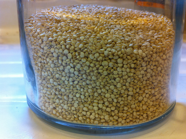 Quinoa graines