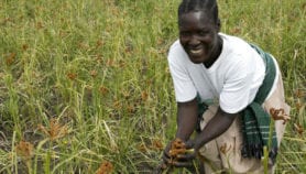 Comment développer une agriculture résiliente