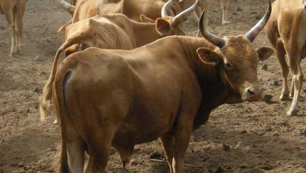 Senegal Livestock 598