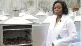Nigeria : L’industrie du poisson en plein essor, grâce à la recherche
