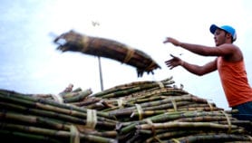 Une méthode de réduction des émissions issues des plantations de canne à sucre primée