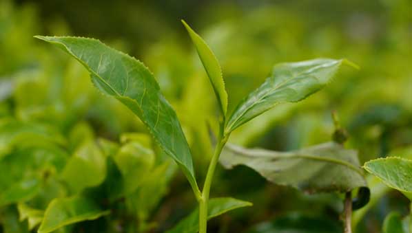Tea leaf