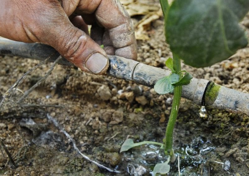 farmer using drip irrigation