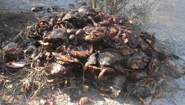 Madagascar Turtles_598