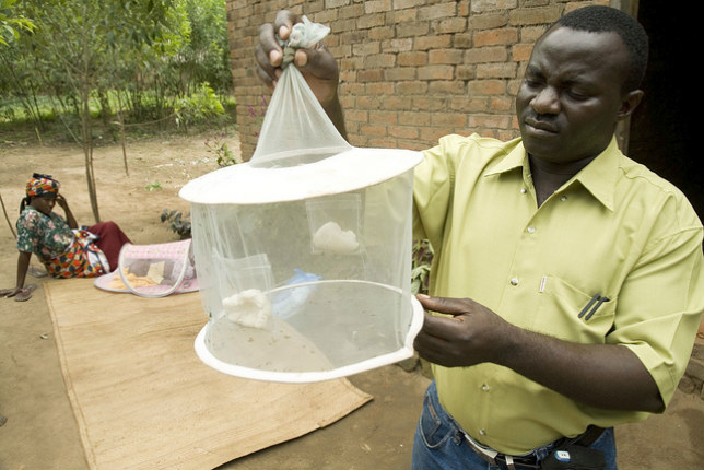 Trapping Mosquitoes (moustiques)