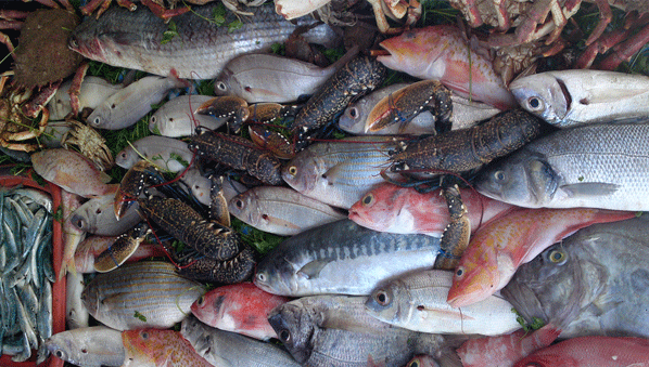 West Africa Fishery