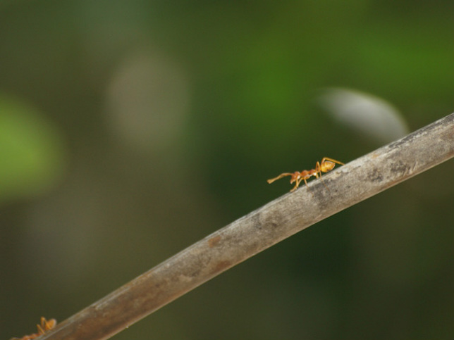 Weaver Ants (Fourmis tisserandes)