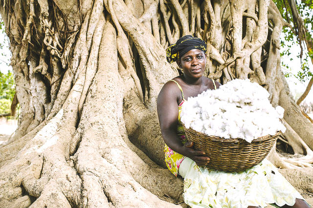 Woman With Cotton Agriculture Forestry