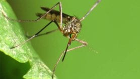 Virus Zika: “L’Afrique doit se mobiliser”