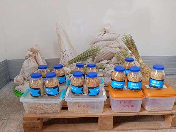 New variety of rice Burkina Faso