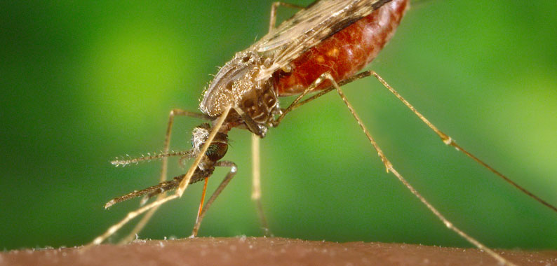 Mosquito - Malaria