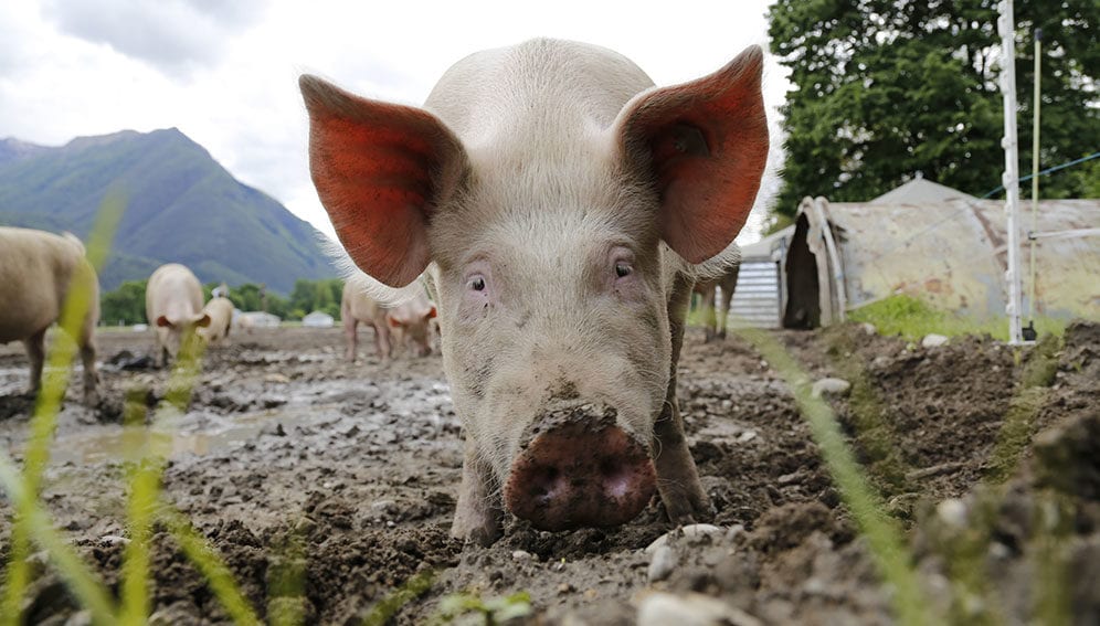 AMR - Spotlight - The scourge of antibiotics in animal feed - PIGs