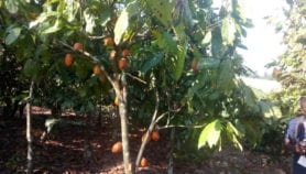 Les ordures changent un sol aride en fertile cacaoyère