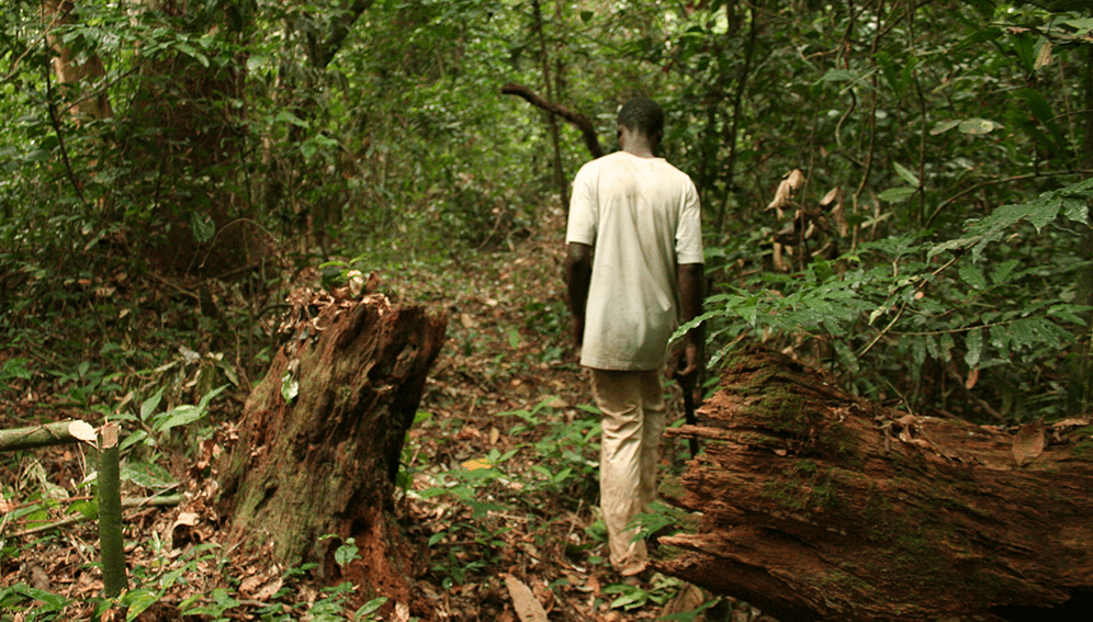 Gabon Forest