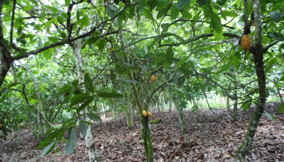 cocoa farming in CÃ´te d'Ivoire