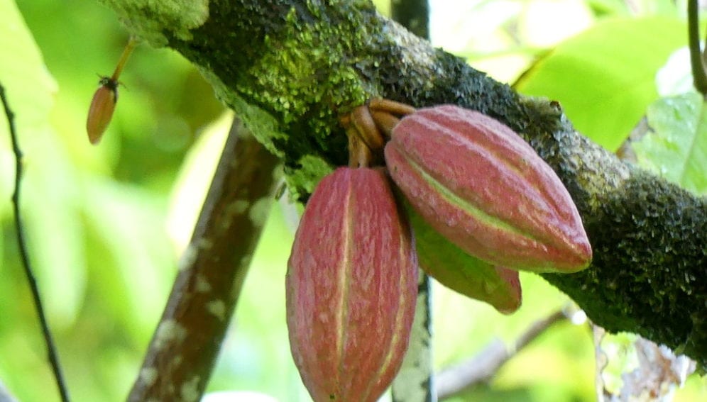 Cocoa farming