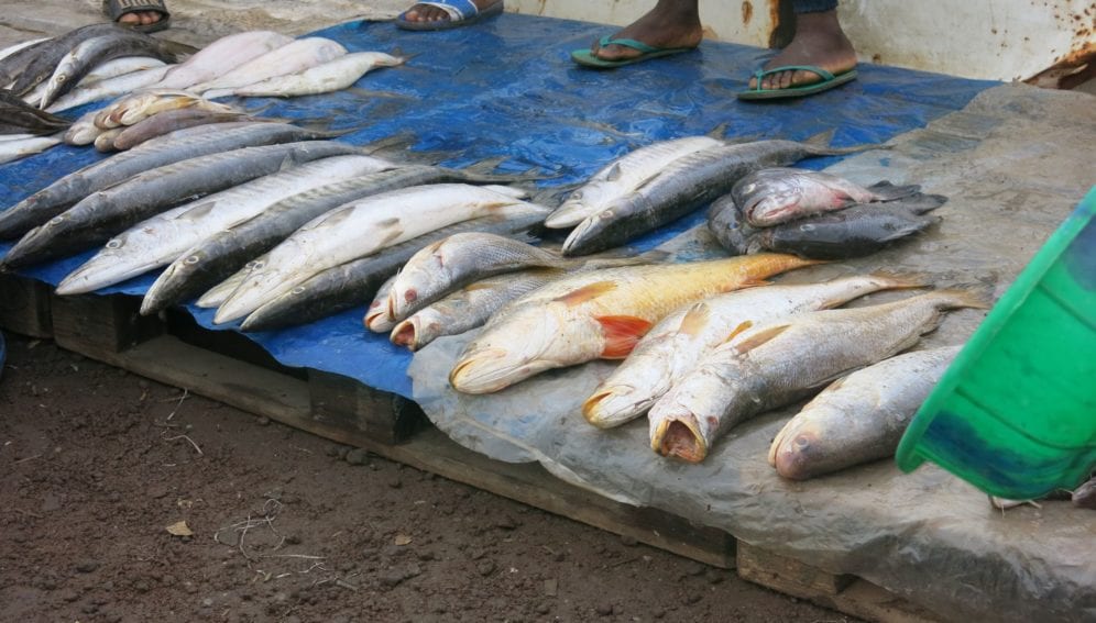 fish article